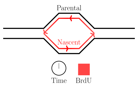 Figure showing origins and BrdU dilution