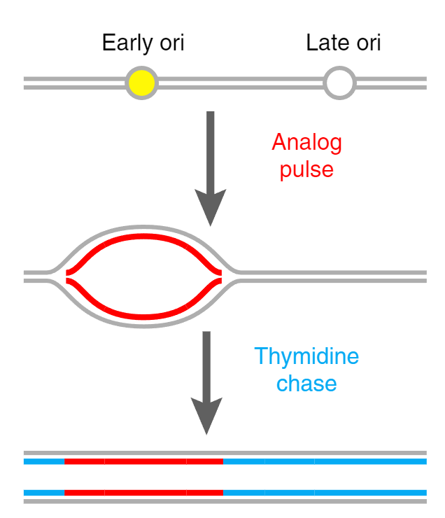 Muller et al figure showing origins and BrdU, Thymidine addition